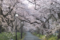 朝の桜道
