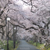 朝の桜道