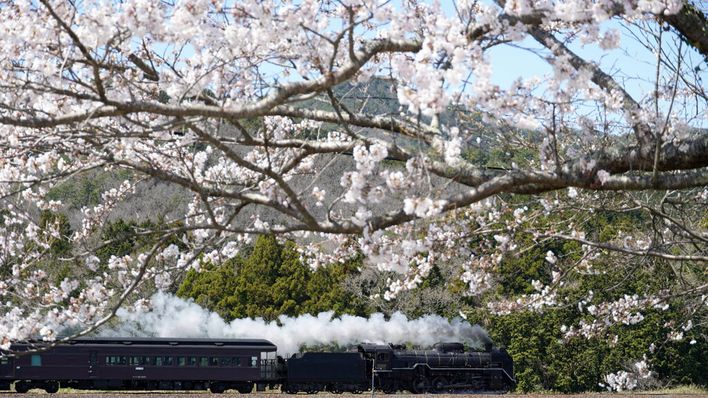 桜の下のSLやまぐち号