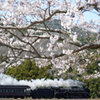 桜の下のSLやまぐち号