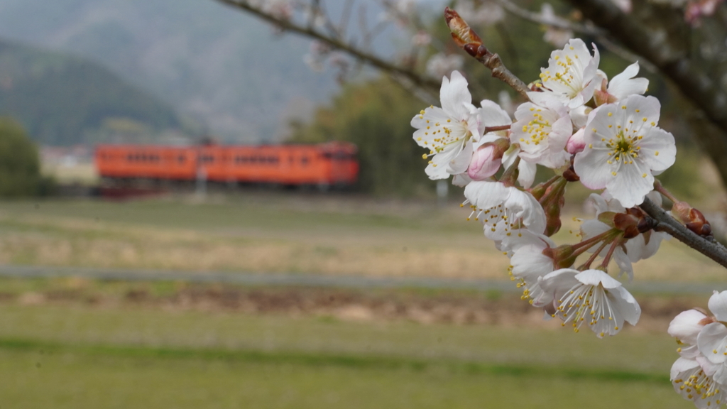 梅の花咲く頃