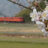 梅の花咲く頃