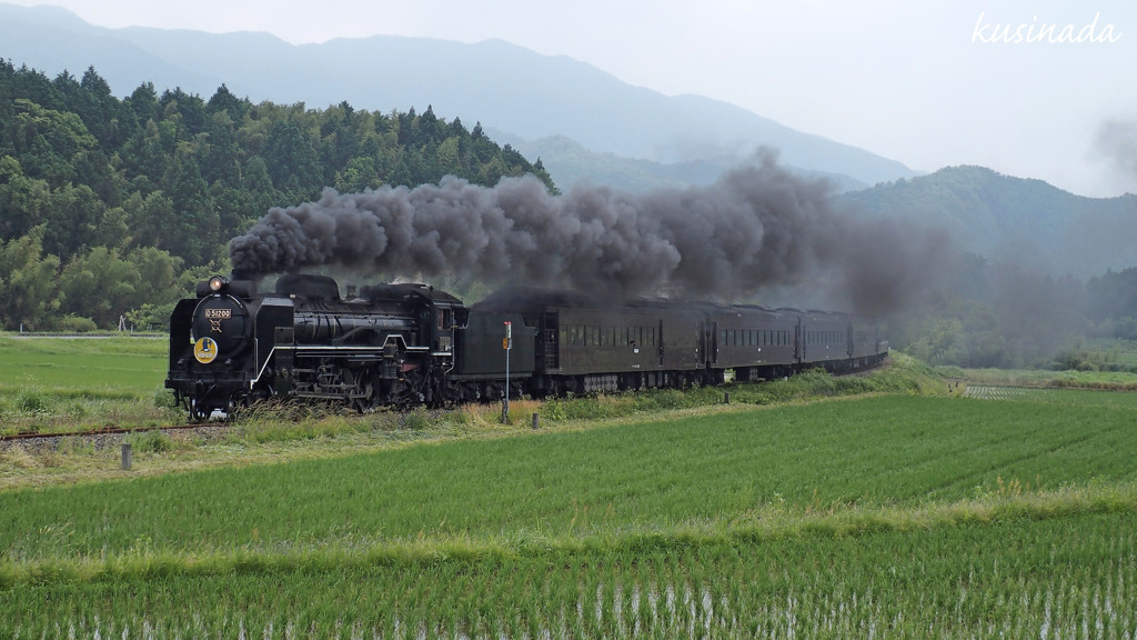 緑の水田を行く