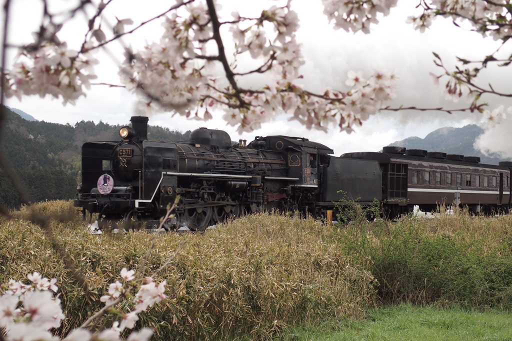 SLやまぐち号〜桜とともに