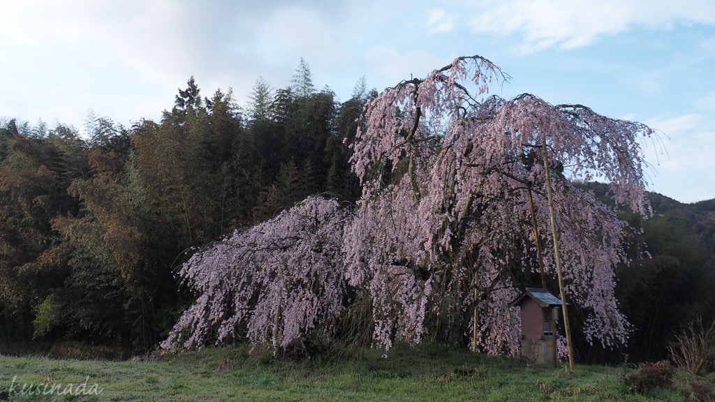 枝垂桜の朝