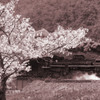 桜とSLやまぐち号