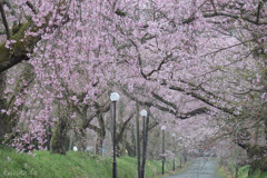 桜参道