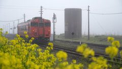 菜の花咲く朝霧の篠目駅
