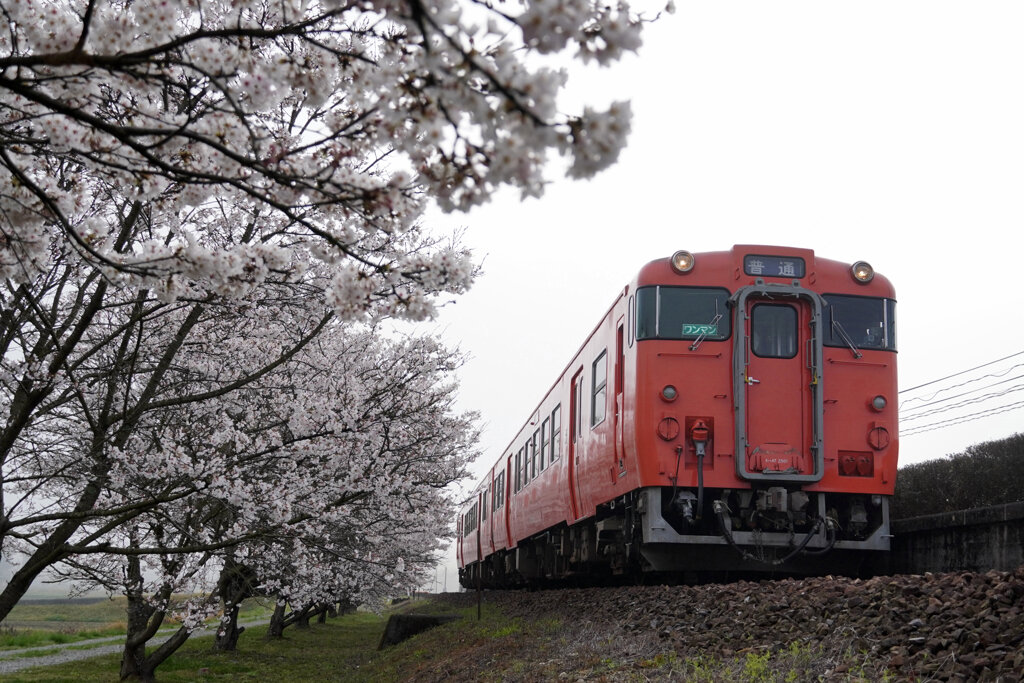 霧の朝の桜タラコ