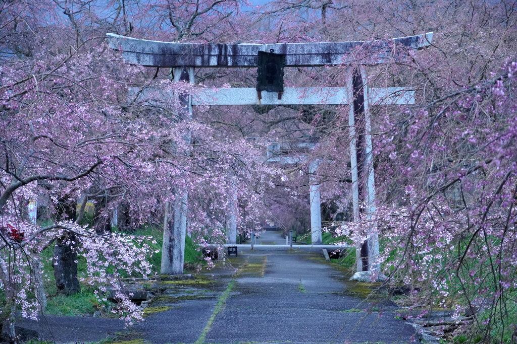 3月29日朝の参道