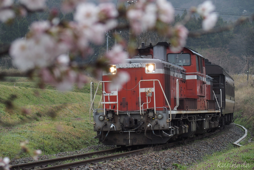 桜と赤いやまぐち号