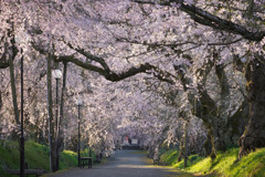 4月1日朝の桜道