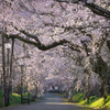 4月1日朝の桜道