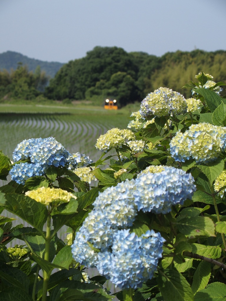 紫陽花の咲く頃