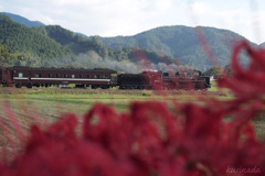 彼岸花の向こう