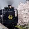 桜とSLやまぐち号
