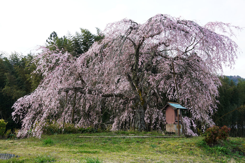 見頃の一本桜