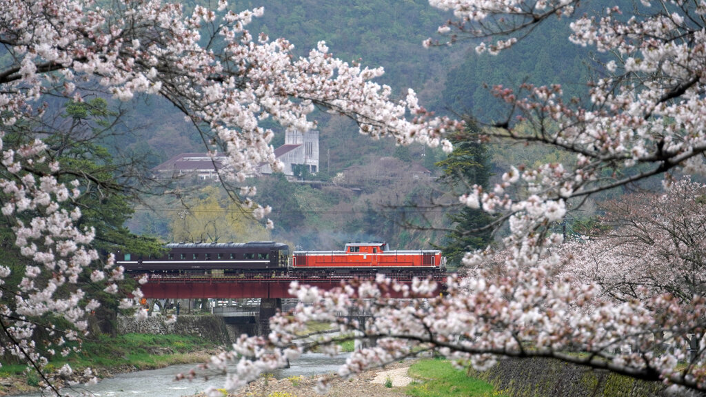 桜とDLやまぐち号