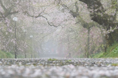 霧の桜道