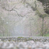 霧の桜道