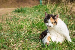 我輩は猫である