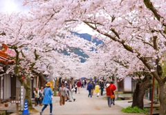 桜