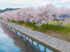 並木道