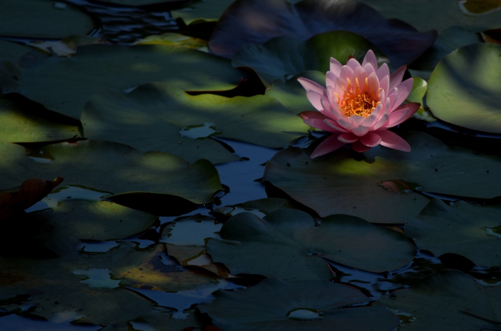Water lily