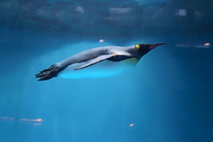 泳ぐペンギン By Mk15 Id 写真共有サイト Photohito