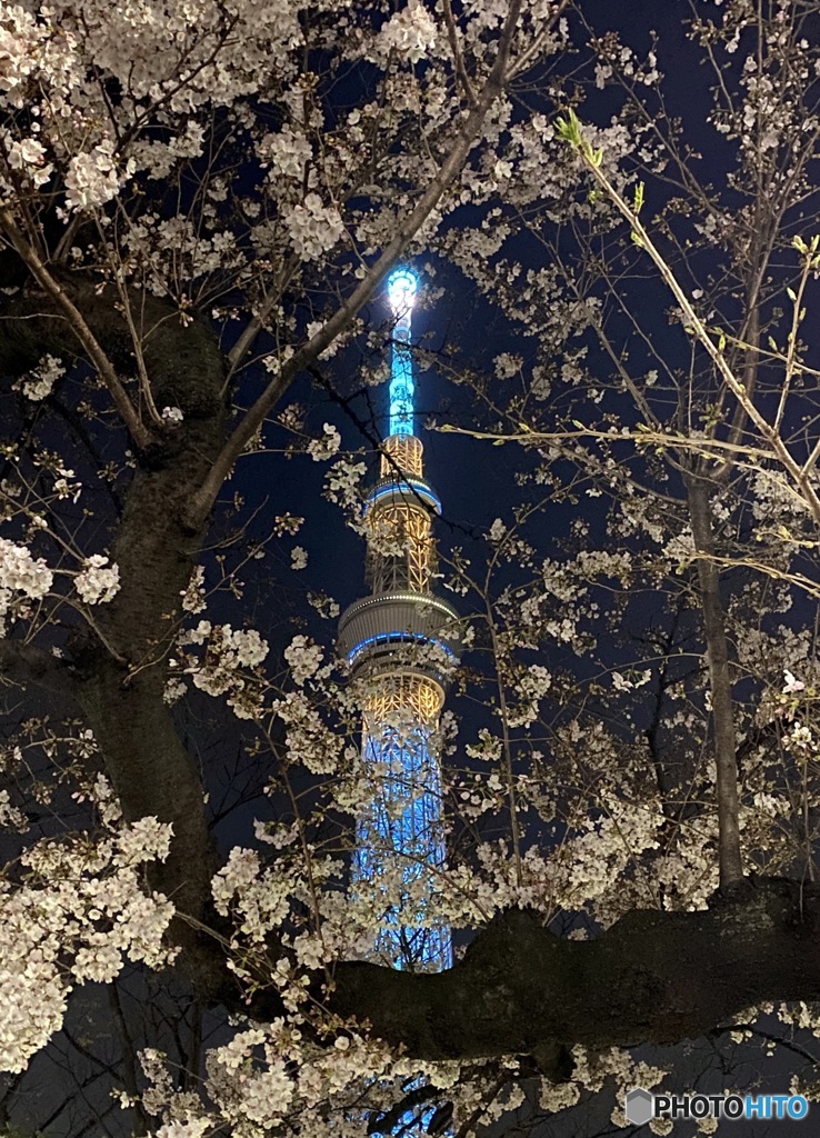 サクラツリー