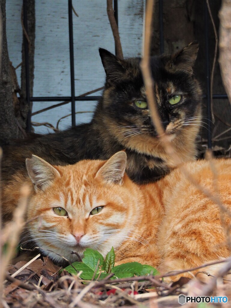 two cats