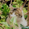 ネコメ