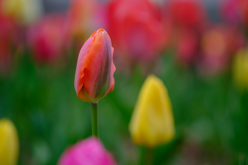 ｔｕｌｉｐ