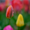 ｔｕｌｉｐ