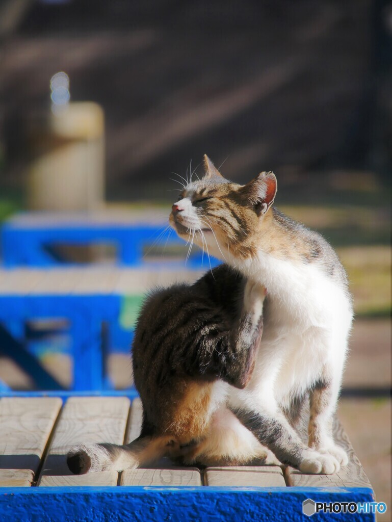 ネコ