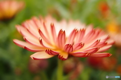 花壇の花