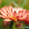 花壇の花