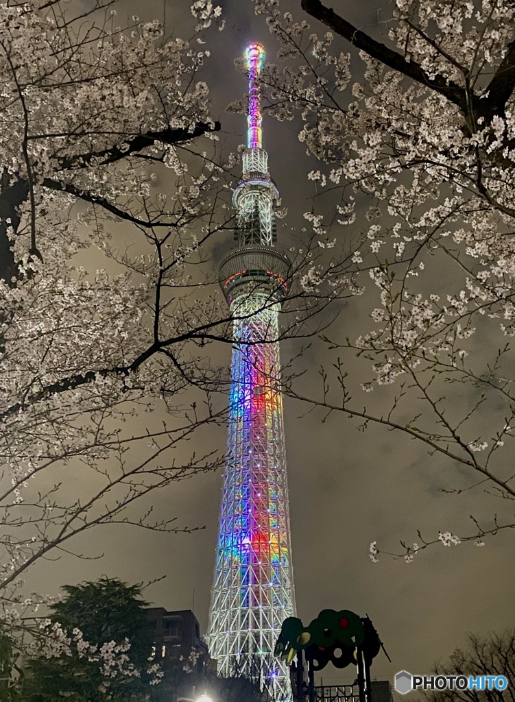 夜桜とスカイツリー