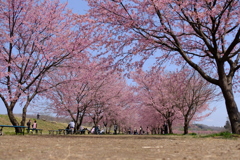 大寒桜