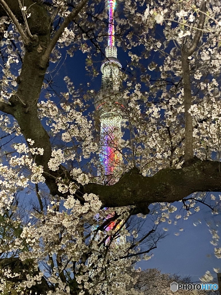サクラツリー2022