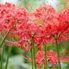 曼珠沙華