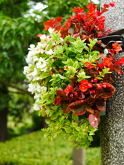 花ばすけっと