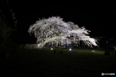 槍沢の枝垂れ桜3