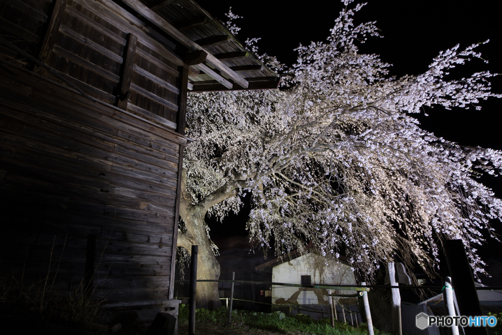 槍沢の枝垂れ桜２