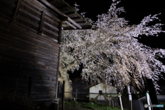 槍沢の枝垂れ桜２