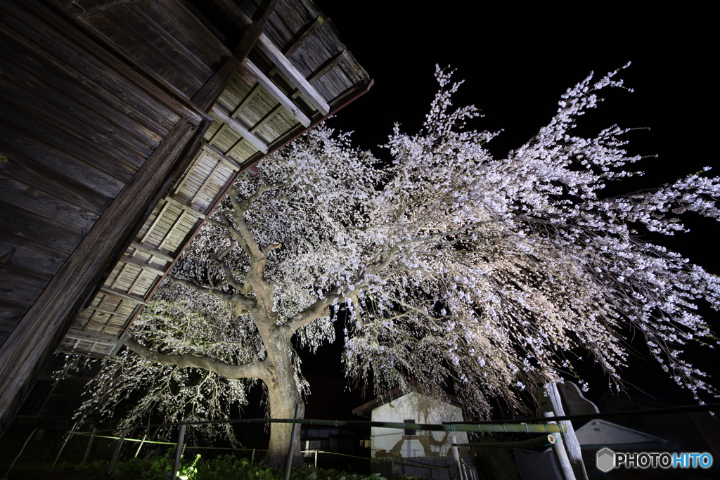 槍沢の枝垂れ桜4