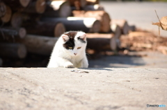 猫釣り