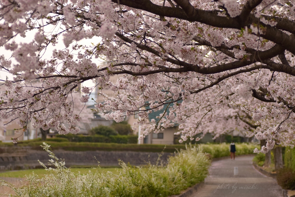 桜並木