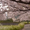 桜並木