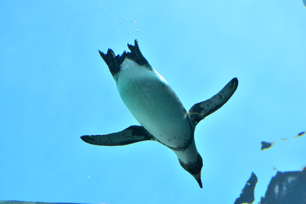 空飛ぶペンギン